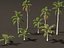 Syagrus sancona - Columbian Foxtail Palm 01