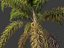 Syagrus sancona - Columbian Foxtail Palm 01