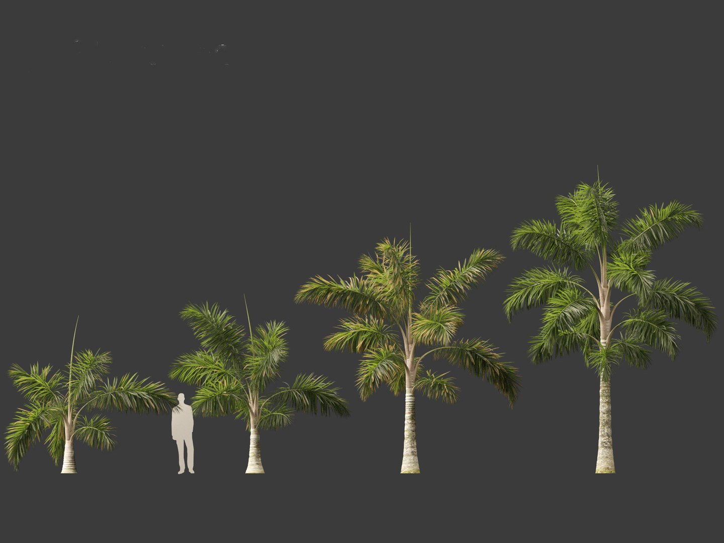 Syagrus sancona - Columbian Foxtail Palm 01 3D model https://p.turbosquid.com/ts-thumb/vZ/O7rEcY/hU/syagrussancona014/jpg/1694427279/1920x1080/fit_q87/e1562ad6d6b758480995b5f4f40cf49987d53efa/syagrussancona014.jpg