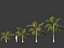 Syagrus sancona - Columbian Foxtail Palm 01