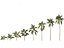 Syagrus sancona - Columbian Foxtail Palm 01