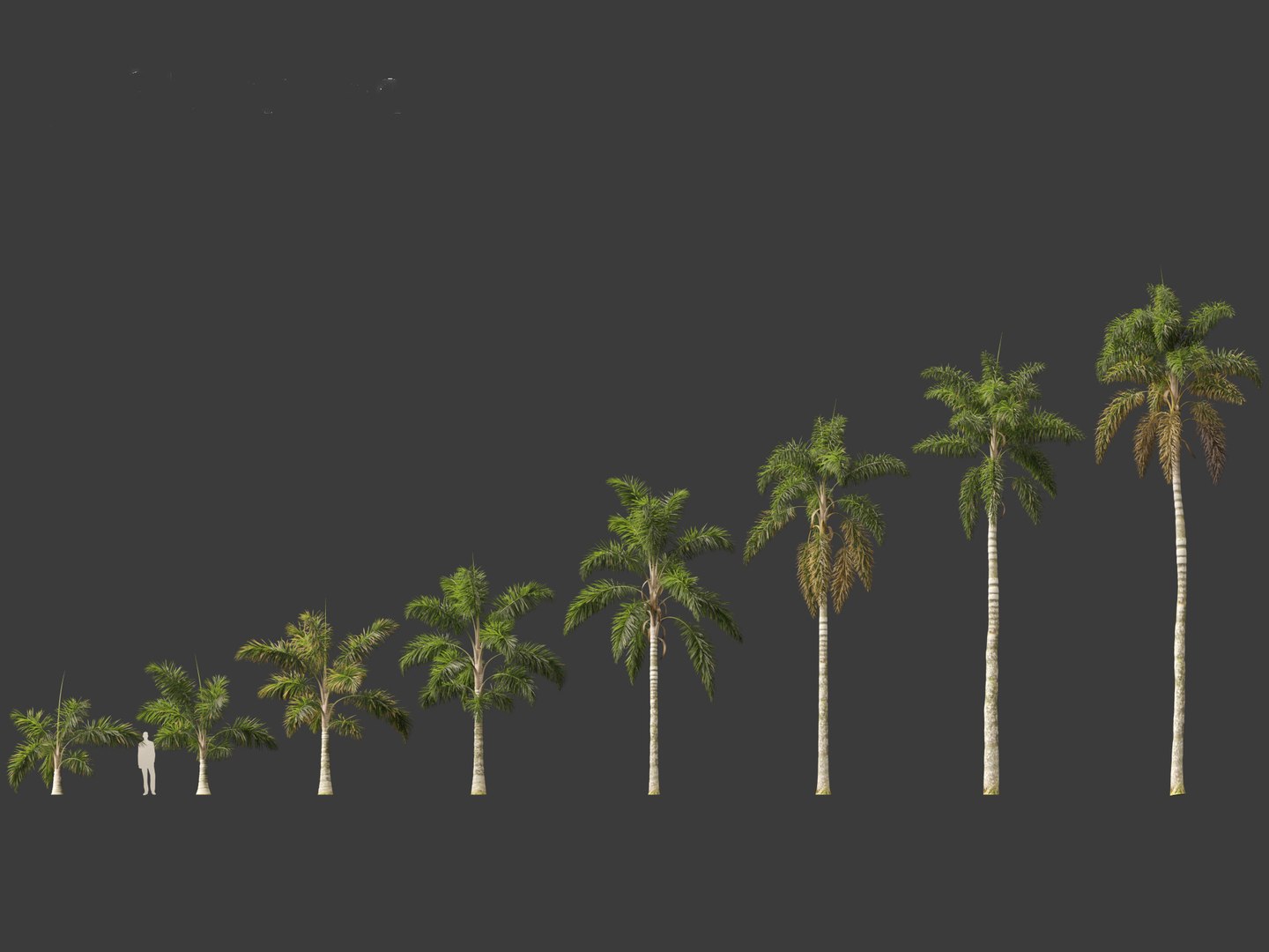 Syagrus sancona - Columbian Foxtail Palm 01 3D model https://p.turbosquid.com/ts-thumb/vZ/O7rEcY/x9/syagrussancona012/jpg/1694427277/1920x1080/fit_q87/1ded5cc16713c2c21c3d145adf5d4683333357eb/syagrussancona012.jpg