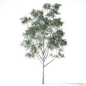 3D eucalyptus pauciflora tree