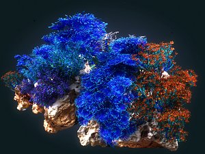 Coral reef ecosystem Animated