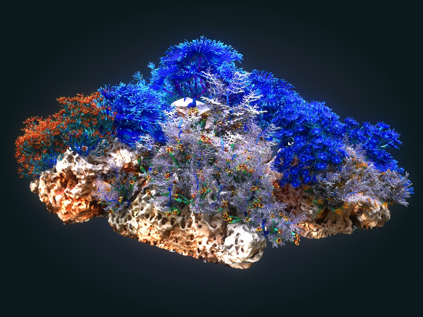 Coral Reef Ecosystem Plants 3D Model - TurboSquid 1366853