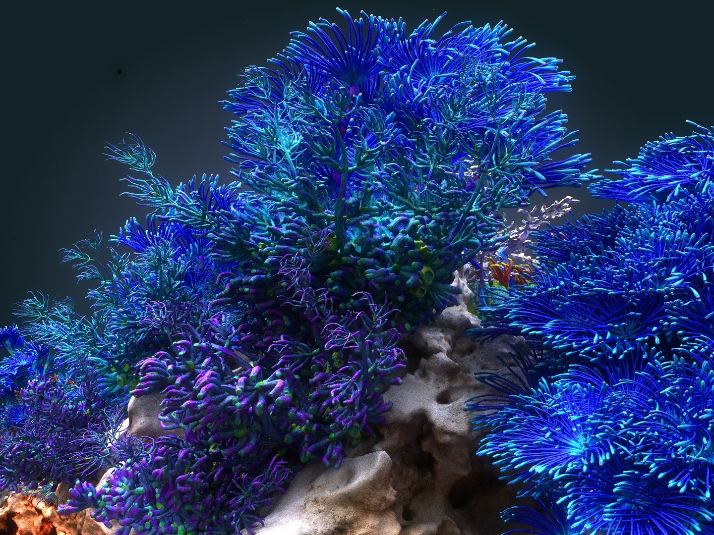 Coral Reef Ecosystem Plants 3D Model - TurboSquid 1366853