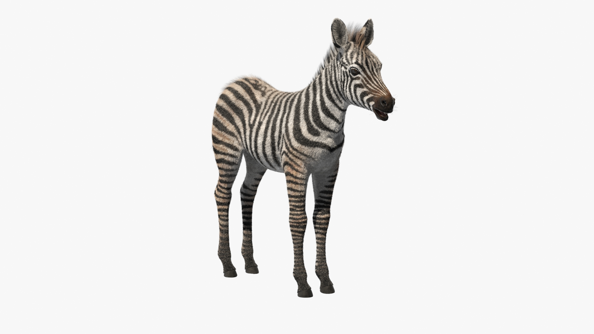3D Zebra Adult Foal Fur https://p.turbosquid.com/ts-thumb/vZ/grEWco/Dq/zebra_adult_foal_fur_360/jpg/1740185865/1920x1080/turn_fit_q99/705d403818f2a664a345cc468433236cec980b90/zebra_adult_foal_fur_360-1.jpg