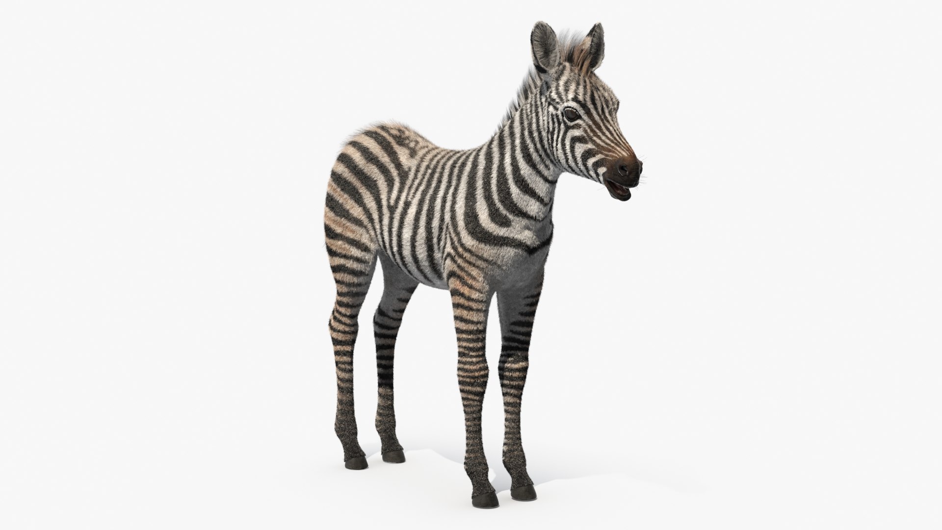 3D Zebra Adult Foal Fur https://p.turbosquid.com/ts-thumb/vZ/grEWco/H6/zebra_adult_foal_fur_002/jpg/1740185854/1920x1080/fit_q87/00eb671a6953df4ba63671639f0d9b6d09691c1f/zebra_adult_foal_fur_002.jpg