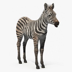 3D Zebra Adult Foal Fur