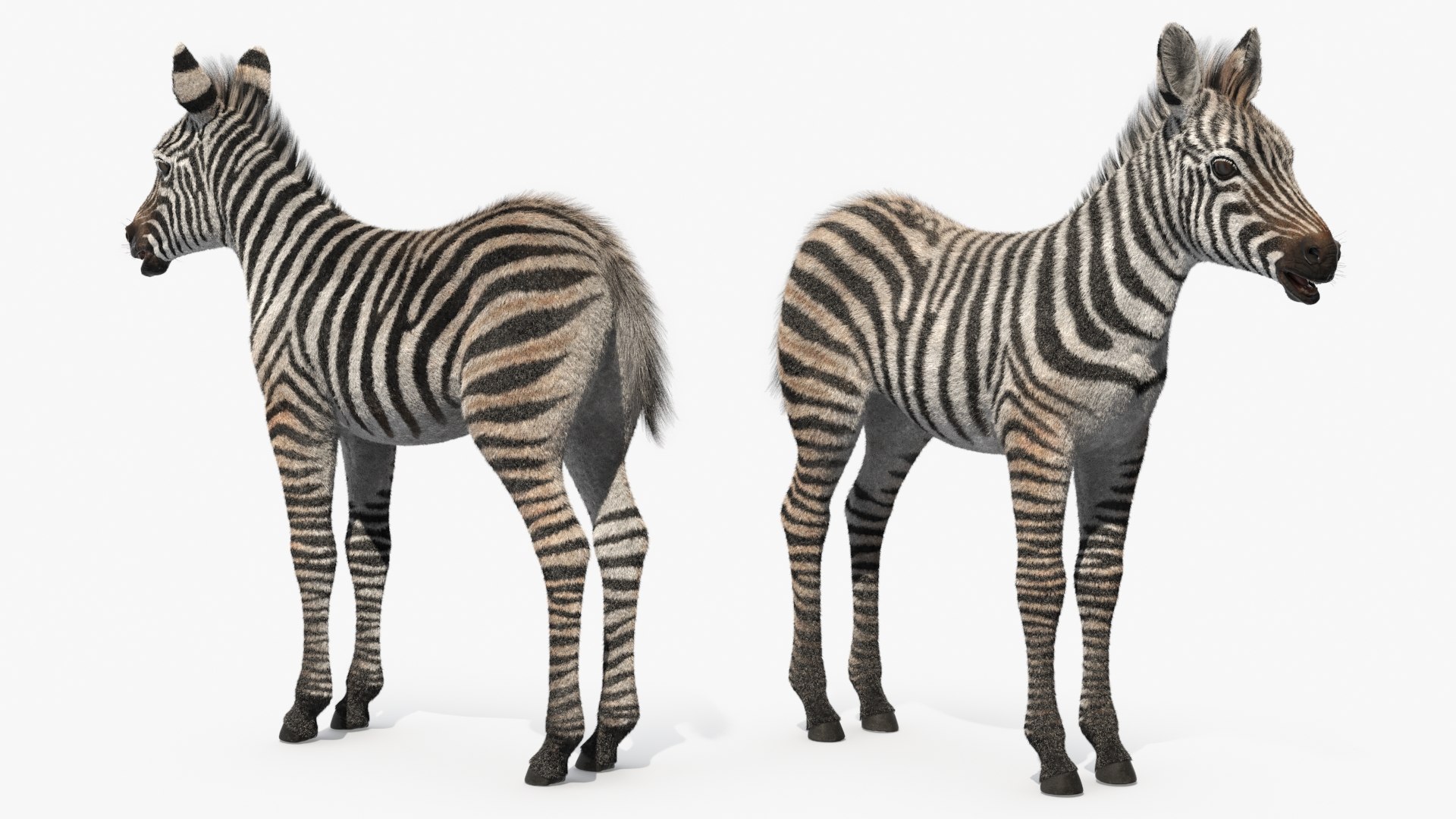 3D Zebra Adult Foal Fur https://p.turbosquid.com/ts-thumb/vZ/grEWco/se/zebra_adult_foal_fur_010/jpg/1740186545/1920x1080/fit_q87/05f9feeab6799ba3c3e8950a934fb4119467b713/zebra_adult_foal_fur_010.jpg