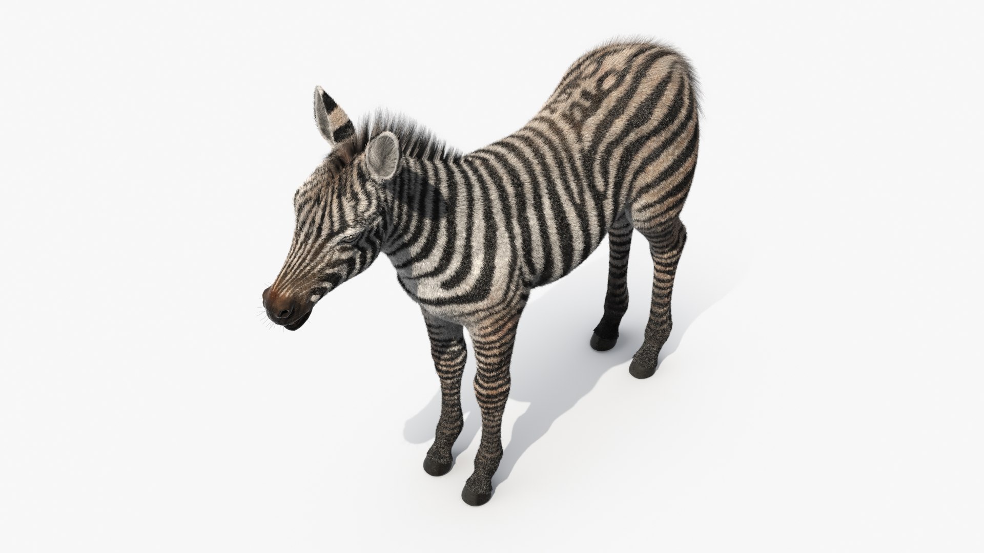 3D Zebra Adult Foal Fur https://p.turbosquid.com/ts-thumb/vZ/grEWco/tv/zebra_adult_foal_fur_008/jpg/1740186535/1920x1080/fit_q87/21e8a22bb112f096d36de5f5af7f19e5e4a96444/zebra_adult_foal_fur_008.jpg