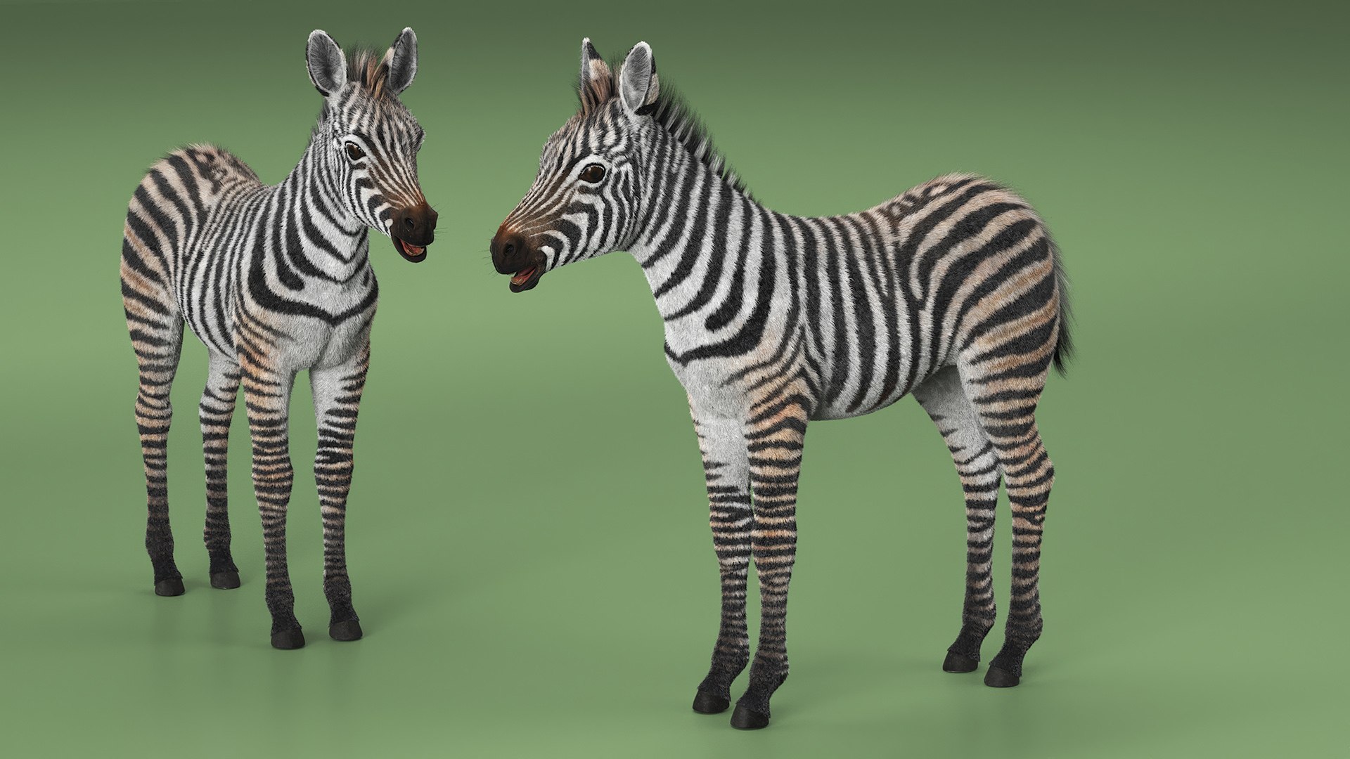 3D Zebra Adult Foal Fur https://p.turbosquid.com/ts-thumb/vZ/grEWco/w3/zebra_adult_foal_fur_005/jpg/1740186520/1920x1080/fit_q87/e56c00c340056729d1c2d81f38ccbd714b08774c/zebra_adult_foal_fur_005.jpg