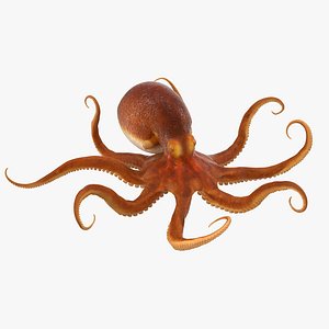 3d common octopus rigged model