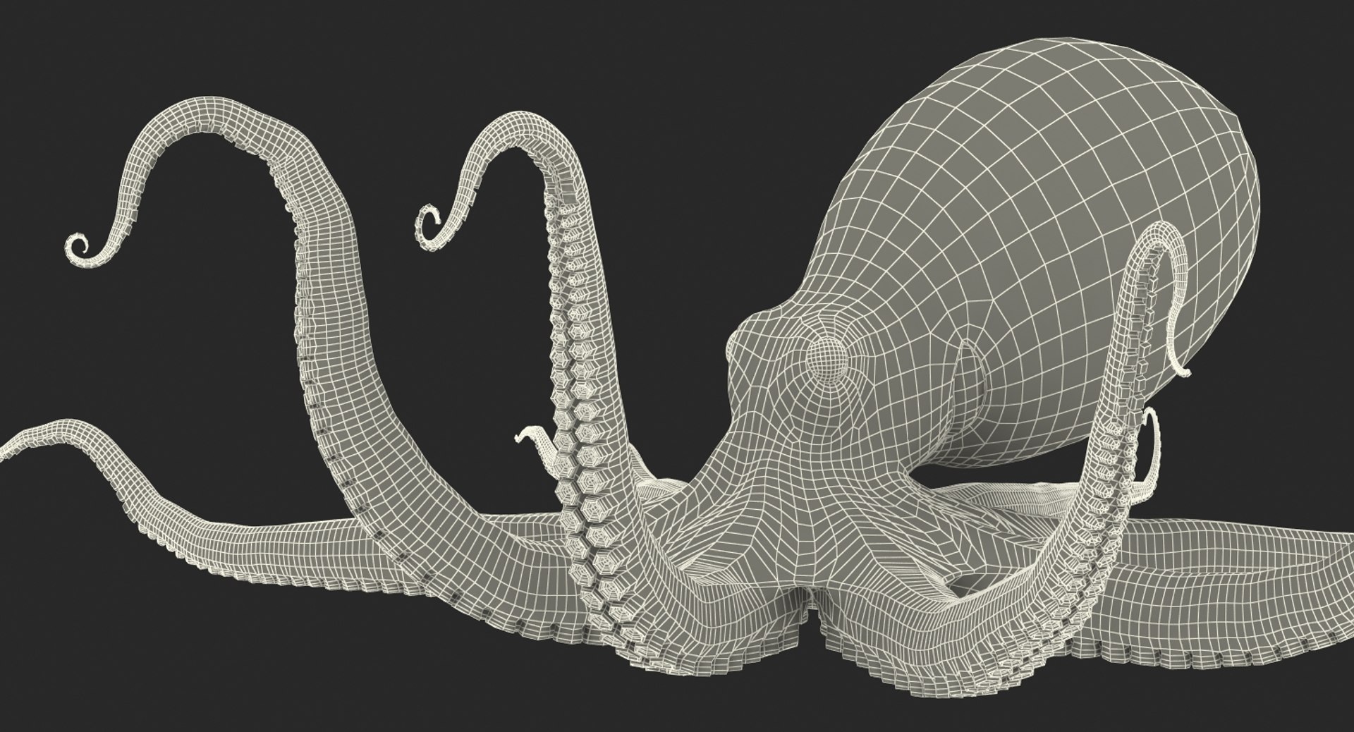 Common Octopus Rigged 3D model preview