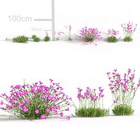 Dianthus gratianopolitanus - Cheddar pink 3D model