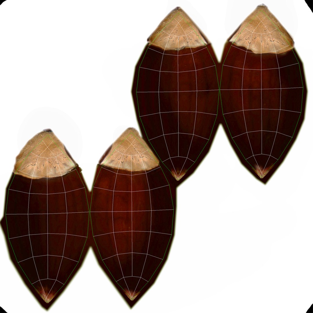 3d Chestnut 2 1