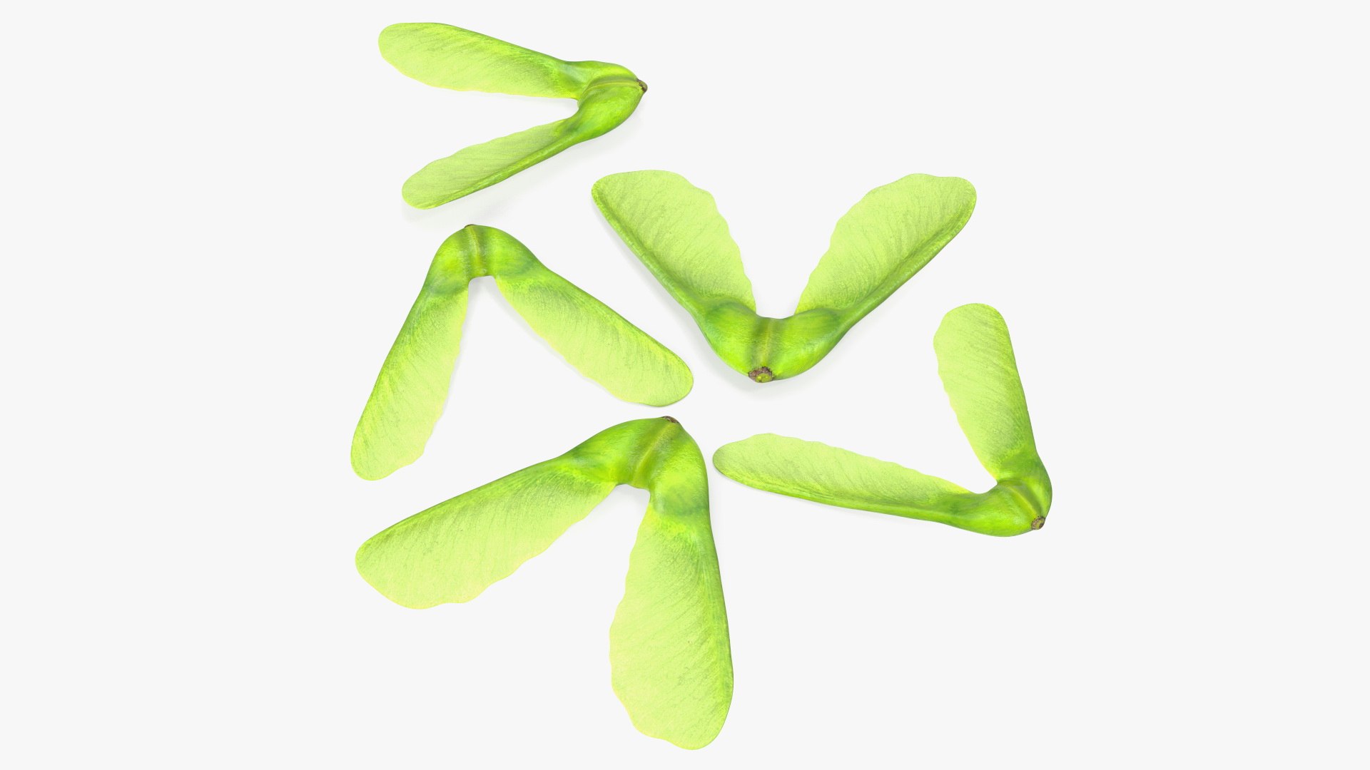 Green Maple Seeds 3D model preview