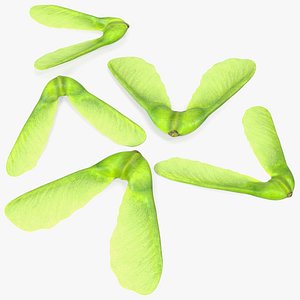 Green Maple Seeds