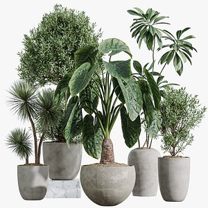 AV Indoor Plants Set 347 Arbequina Olive and Ficus Cyathistipula and Cunjevoi Alocasia and Yucca Pal model