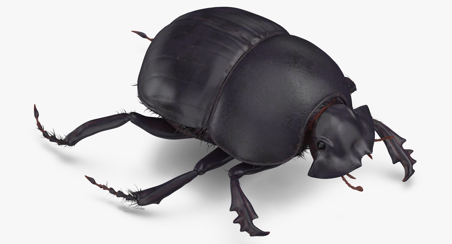 Black scarab beetle poses 3D model - TurboSquid 1398905