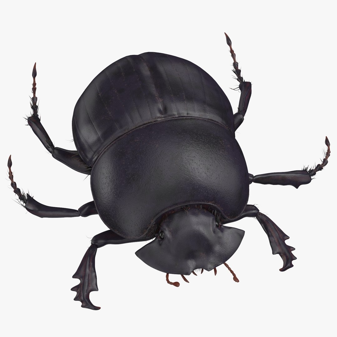Black scarab beetle poses 3D model - TurboSquid 1398905