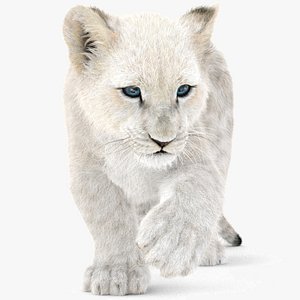 3D white baby lion rigged model