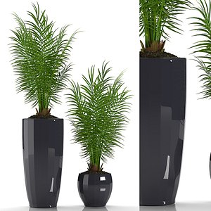parlour palm