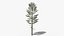 Pine v5