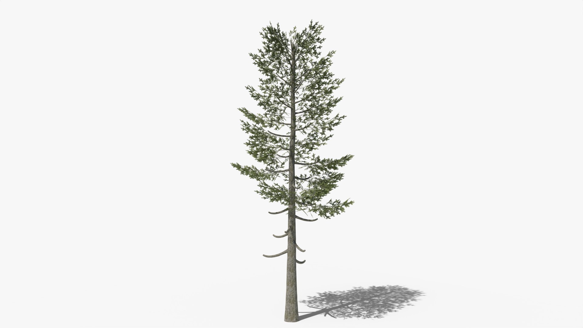 Pine v5 3D model https://p.turbosquid.com/ts-thumb/va/ow0CAe/Gd/4/png/1698523621/1920x1080/fit_q87/9c8be60b3e793159803f7a6cbc8ec8a51cedcd07/4.jpg