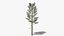 Pine v5