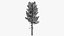Pine v5