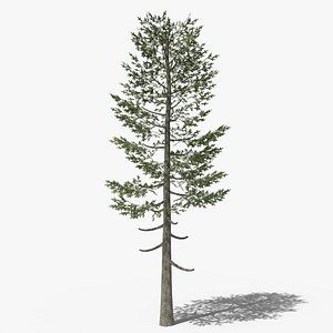 Pine v5 3D model