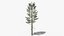 Pine v5