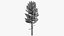Pine v5