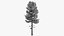 Pine v5