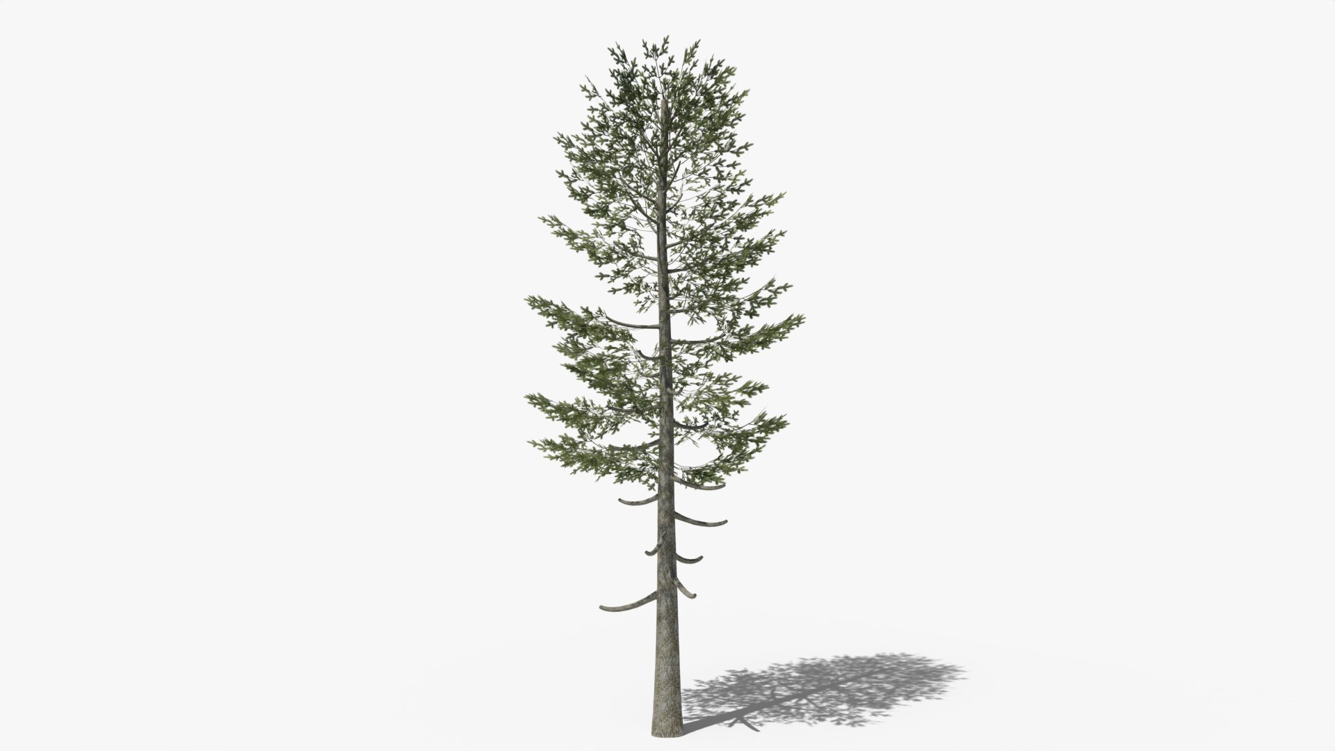 Pine v5 3D model https://p.turbosquid.com/ts-thumb/va/ow0CAe/kC/6/png/1698523622/1920x1080/fit_q87/e6cd2b3dd78b8b46ae2ceb0541c33242d60abc63/6.jpg