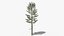 Pine v5