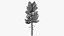 Pine v5
