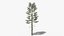 Pine v5