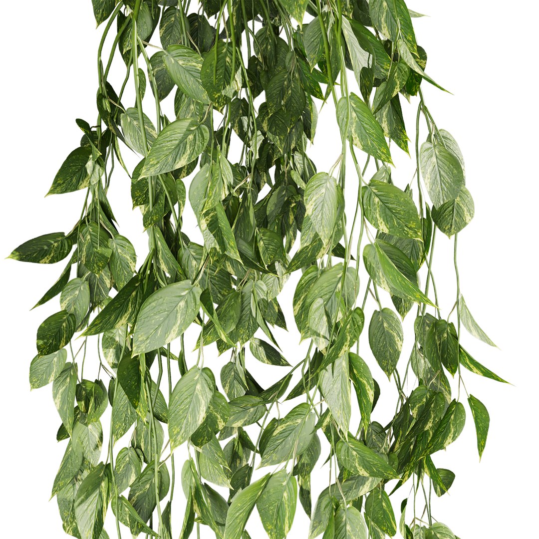 plant vol 1047 - Pothos - Araceae - Ampelous - devils ivy 3D model https://p.turbosquid.com/ts-thumb/va/znRC07/54/2/jpg/1791215477/1920x1080/fit_q87/7768c107f10ed1fe4b4540d4e9963ccb2d189a91/2.jpg