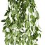 plant vol 1047 - Pothos - Araceae - Ampelous - devils ivy