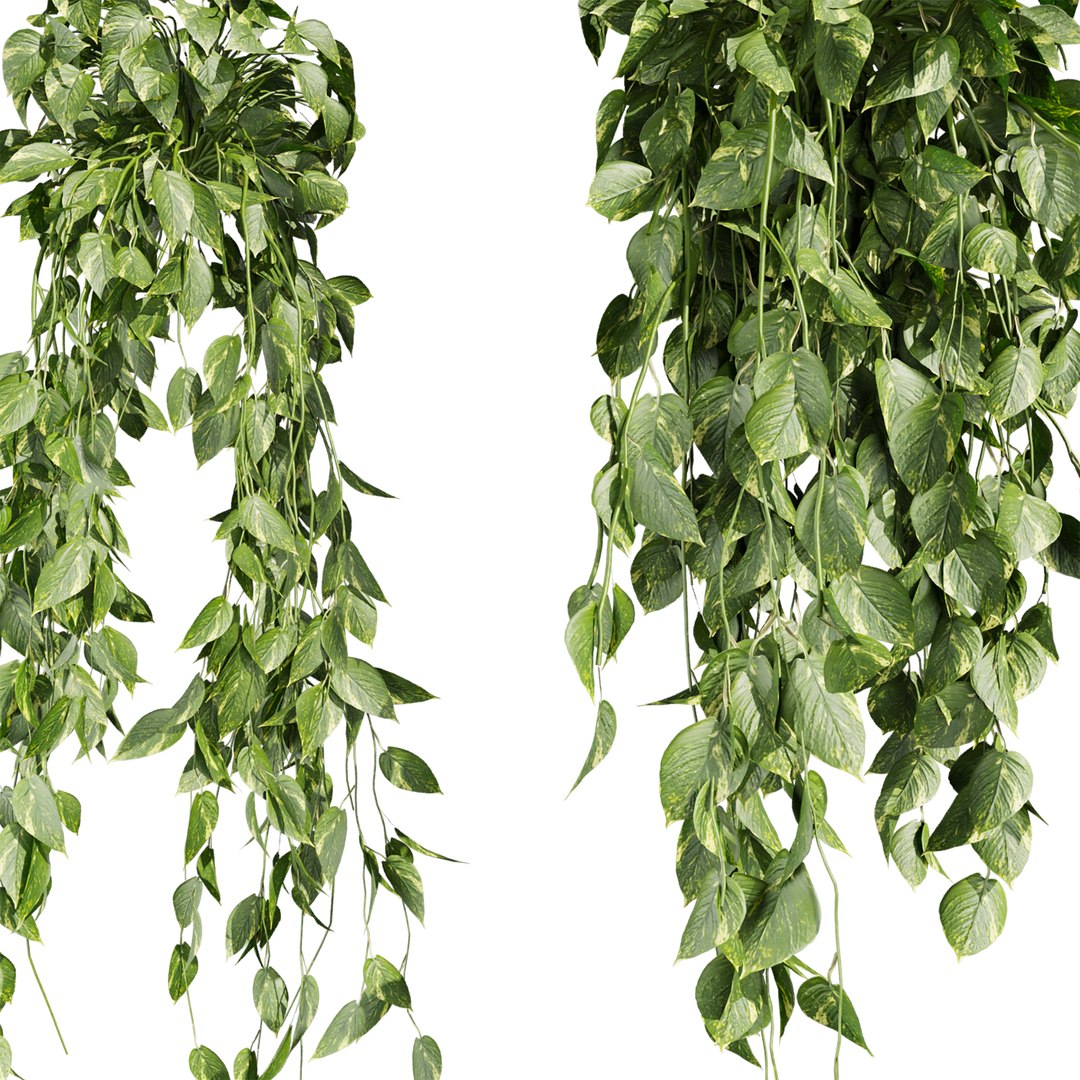 plant vol 1047 - Pothos - Araceae - Ampelous - devils ivy 3D model https://p.turbosquid.com/ts-thumb/va/znRC07/IN/3/jpg/1791215478/1920x1080/fit_q87/c220de8d201aa0ccc7c30bb7cbbdea6fa48b37cd/3.jpg