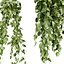 plant vol 1047 - Pothos - Araceae - Ampelous - devils ivy