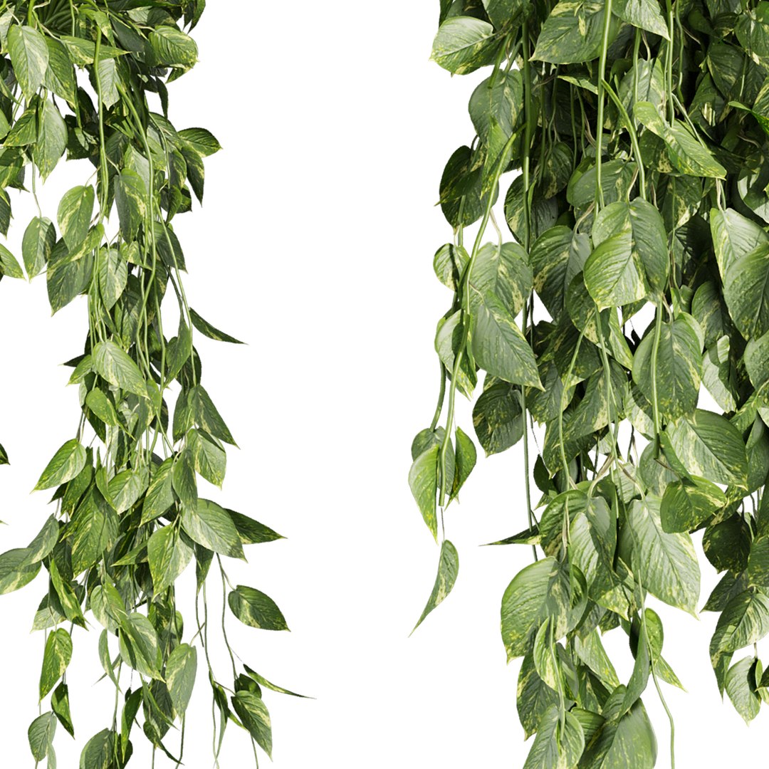 plant vol 1047 - Pothos - Araceae - Ampelous - devils ivy 3D model https://p.turbosquid.com/ts-thumb/va/znRC07/MG/5/jpg/1791215479/1920x1080/fit_q87/4b0a92591b79dd0a0b32692c8d09ad07dedbae3a/5.jpg