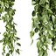 plant vol 1047 - Pothos - Araceae - Ampelous - devils ivy