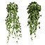 plant vol 1047 - Pothos - Araceae - Ampelous - devils ivy