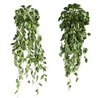 plant vol 1047 - Pothos - Araceae - Ampelous - devils ivy
