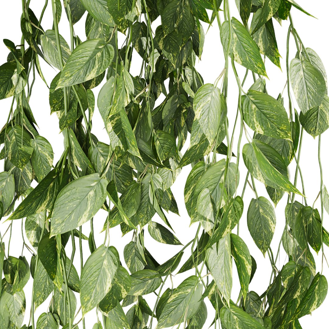 plant vol 1047 - Pothos - Araceae - Ampelous - devils ivy 3D model https://p.turbosquid.com/ts-thumb/va/znRC07/tI/4/jpg/1791215479/1920x1080/fit_q87/70a11bccc0c5a9d3b8641c3b1467ec4a88fe3ae6/4.jpg
