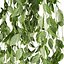 plant vol 1047 - Pothos - Araceae - Ampelous - devils ivy