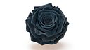 Realistic Black Rose - High-Quality 4K PBR Asset